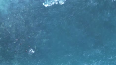 done shot straight down with sea lions surfing and jumping during king tide in la jolla, california