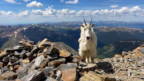 montaña de alta elevación cabra bebé pájaros en la cima de las montañas rocosas colorado soleado verano mañana día monte cielo azul evans grises y torres picos sendero de silla de montar alpinista denver frente rango pan izquierda