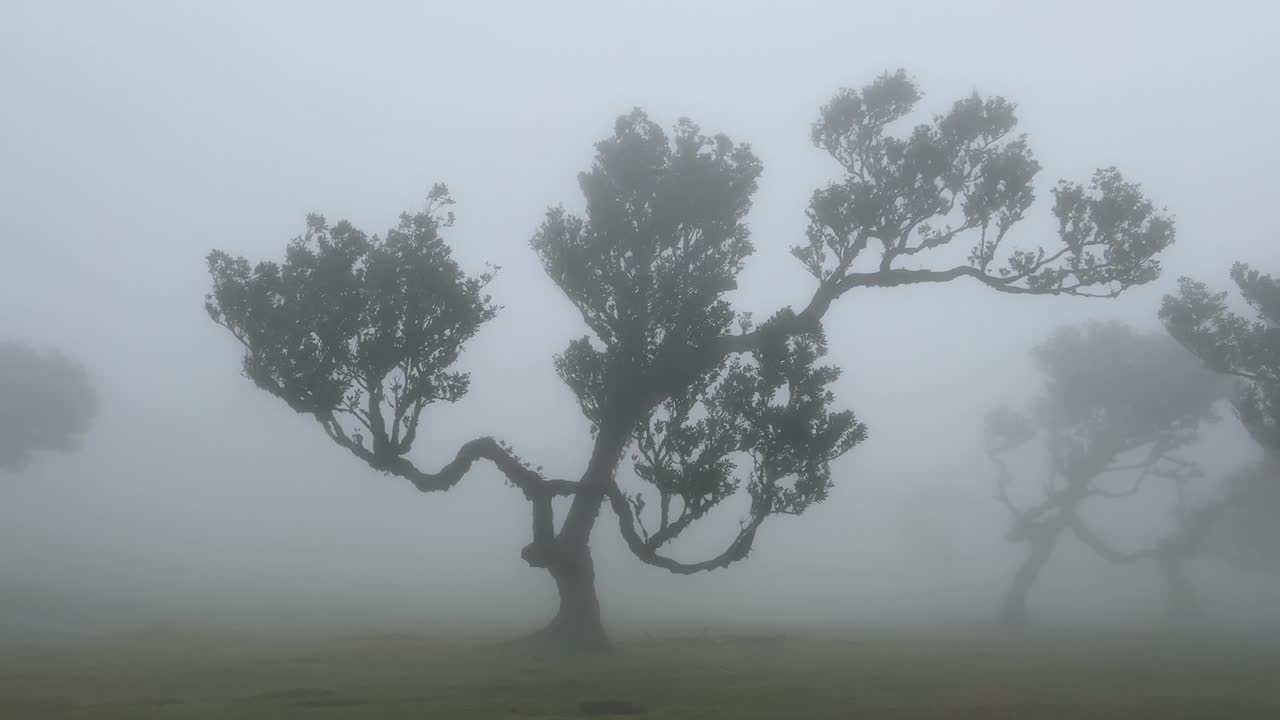 포르투갈 마데레라 섬 의 안개 가 가득 한 파날 숲 에 안개 로  ⁇ 인 로 ⁇  나무 들