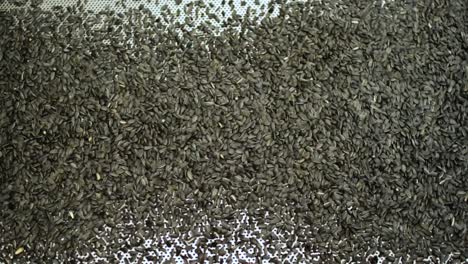 sunflower seeds on a factory conveyor