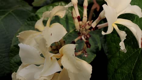 yellow flower with ant