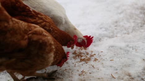 chickens eating in a group in the winter in slow motion