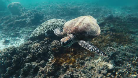 maravíllate con la serena elegancia de una magnífica tortuga navegando con gracia en las profundidades cristalinas del océano