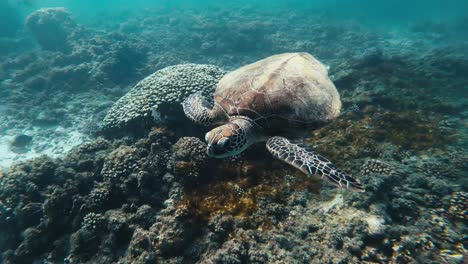 marvel at the serene elegance of a magnificent turtle gracefully navigating the crystal-clear depths of the ocean