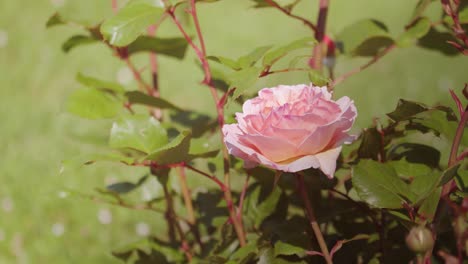 Pink-rose-bush-in-closeup-on-sunny-day