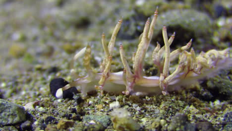 foto em close-up da cabeça de flabellina nudibranch rastejando da direita para a esquerda sobre o fundo arenoso com alguns seixos