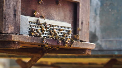 Close-up-on-bee-swarm-fly-by-beehive-entrance