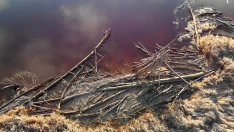 dead trees fallen into lake, driftwood concept, top down descending aerial