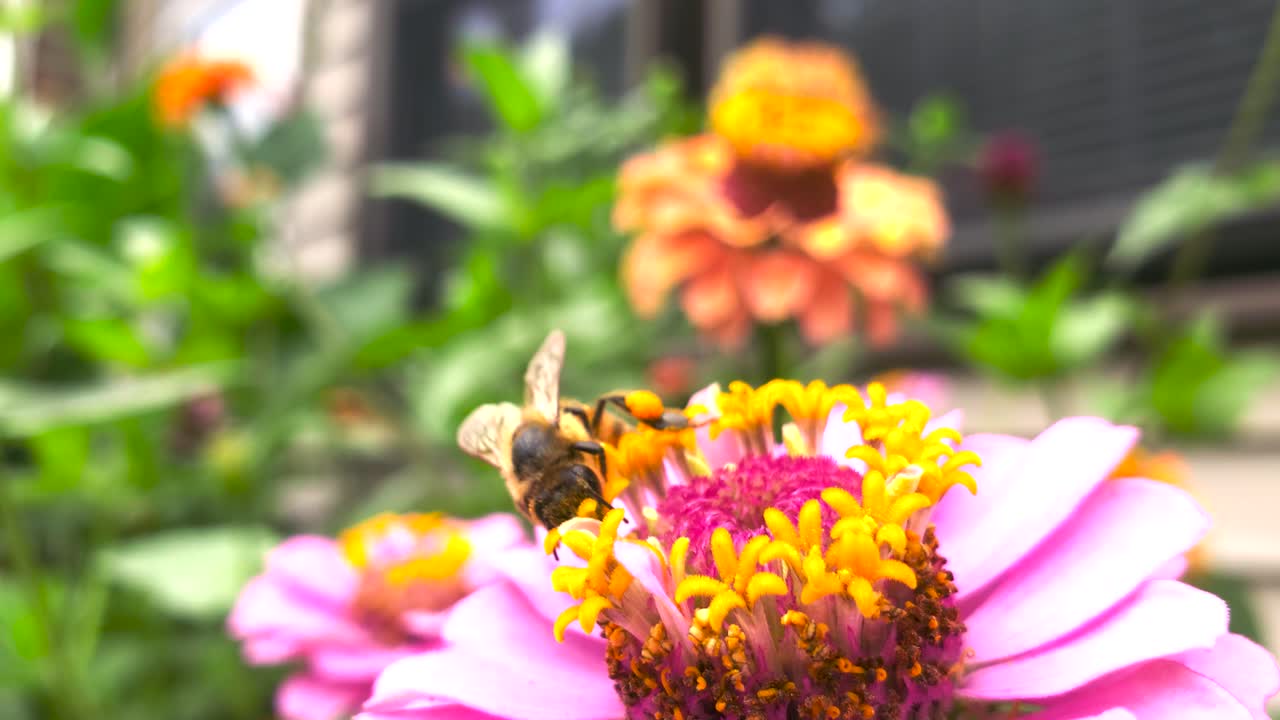 Close up macro shot of bee pollinating a pink flower outside in 4k