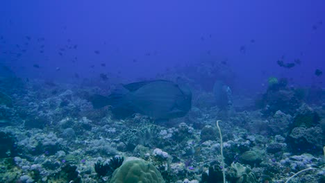 a school of big bumphead parrot fish that eats the corals on the sea bottom