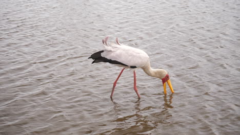 Ein-Gelbschnabelstorch,-Der-Im-Seichten-Wasser-Läuft-Und-Nach-Nahrung-Sucht