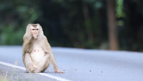 a monkey walks and sits on a road