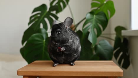 Black-chinchilla-standing-on-table