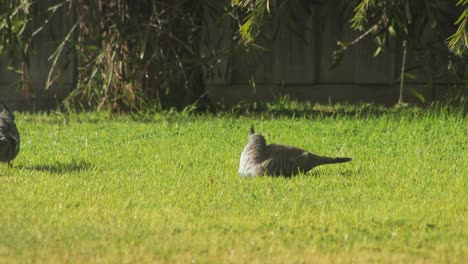 Two Crested Pigeons Sitting Foraging Pecking At Grass Garden Sunny Daytime Australia, Victoria, Maffra, Gippsland