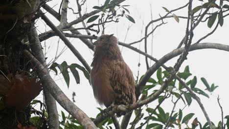 a fledgling seen curiously looking around and towards its nest, buffy fish owl ketupa ketupu, khao yai national park, thailand