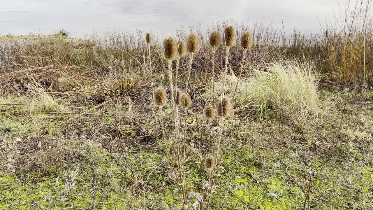 Vild kartebolle (Dipsacus) i deres naturlige miljø