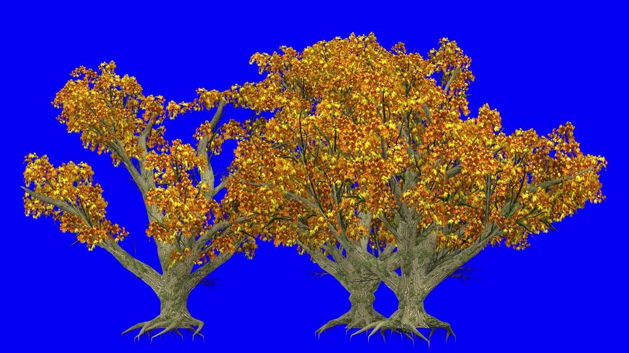 3D big leaf maple tree cluster in automn season, with wind effect on blue screen 3D animation. You can easily key out (remove) the blue screen with just one click using any video editor.