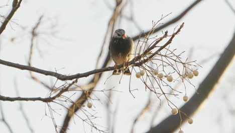 white-cheeked starling bird perch then pooping on a tree branch during daytime in tokyo, japan