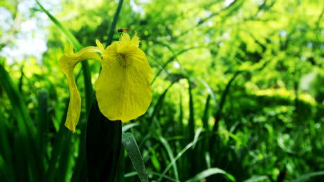 Dragonfly-hovering-over-a-flower-4k