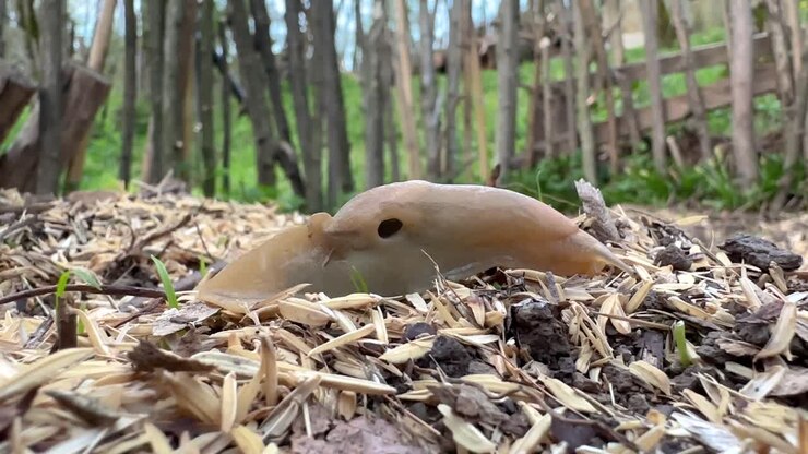 Close up shot from wild snail without shell in the garden surface pest fight agriculture concept and local people in the nature in country life wooden hedge in spring season in forest in Saudi tourism
