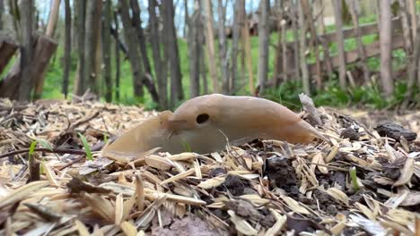 close up shot from wild snail without shell in the garden surface pest fight agriculture concept and local people in the nature in country life wooden hedge in spring season in forest in saudi tourism