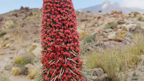 el monte teide bugloss , floreciente con rocas volcánicas