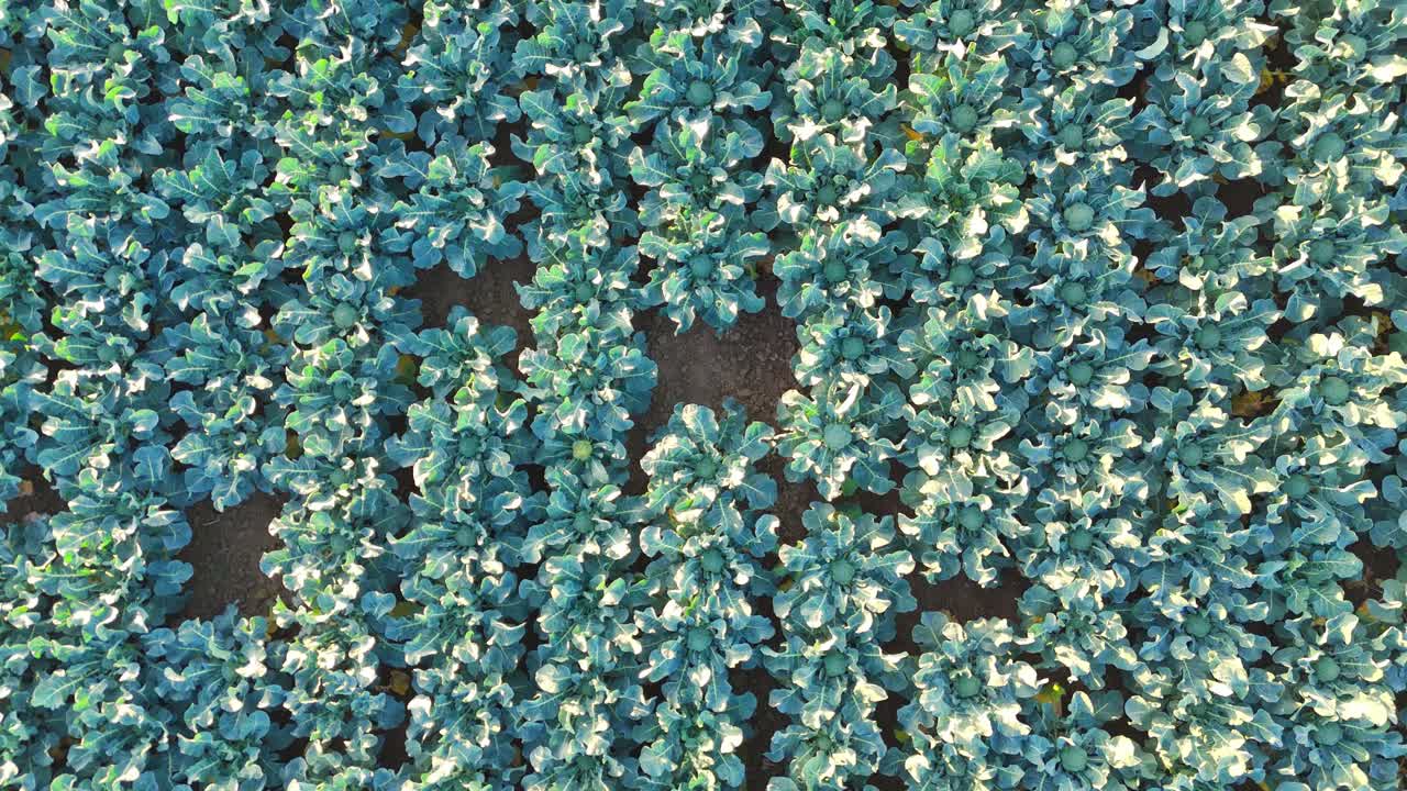 Aerial drone footage of agricultural crops of cabbage and broccoli. Rows of vegetable's in a farmers field. High brassica yields, cabbage, cauliflower, broccoli, Brussels sprout, kale
