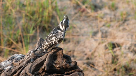 pied kingfisher  preening its feathers. close up shot