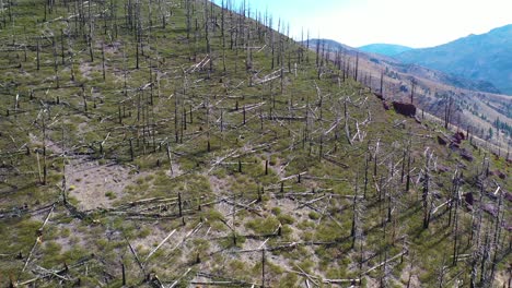 Antena-Sobre-Bosques-Quemados-Con-Vegetación-Que-Regresa-Cerca-Del-Lago-Tahoe,-California