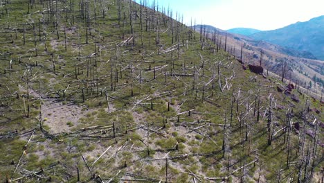 antena sobre bosques quemados con vegetación que regresa cerca del lago tahoe, california