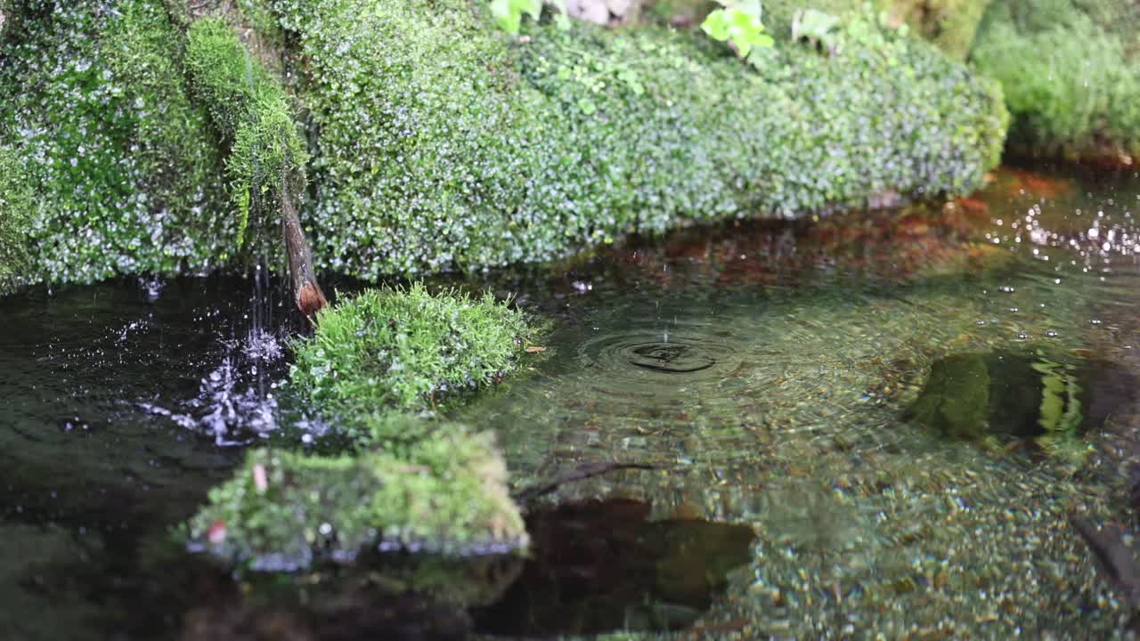 울창한 환경을 가로질러 흐르는 부드러운 하천