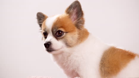 Retrato-Del-Lindo-Cachorro-Esponjoso-De-Pomeranian-Spitz