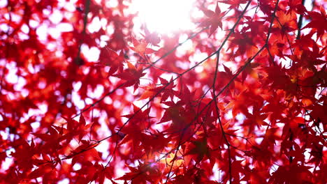 Red maple leaf in Autumn
