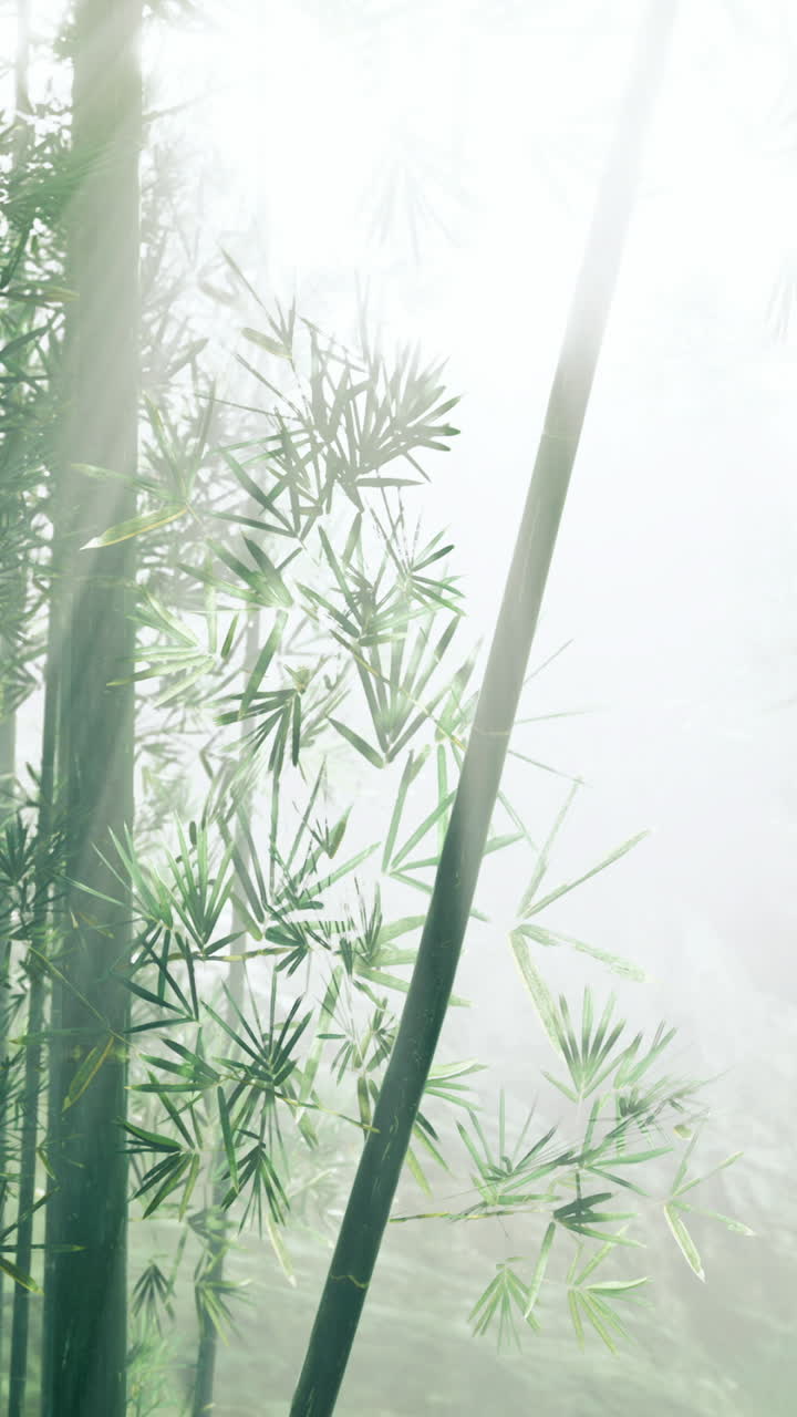 Surrounded by a gentle mist soft sunlight filters through the foliage