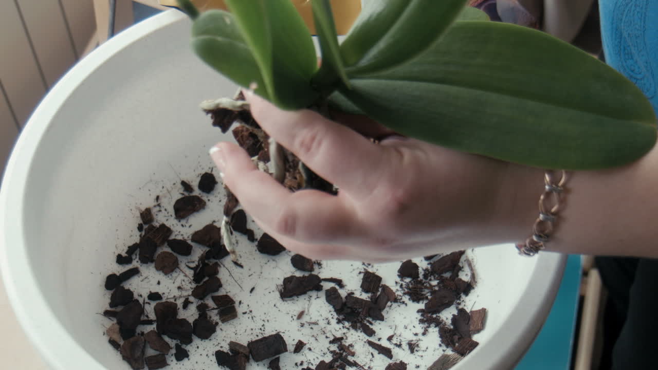 한 여자 가 오키디 에 물 을  ⁇ 는다