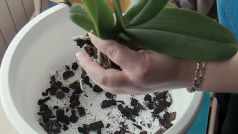 a woman pours water on orchid