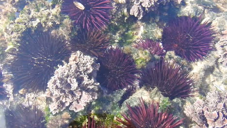 underwater coral reef background , morocco