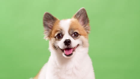 retrato del lindo cachorro esponjoso de pomeranian spitz-5