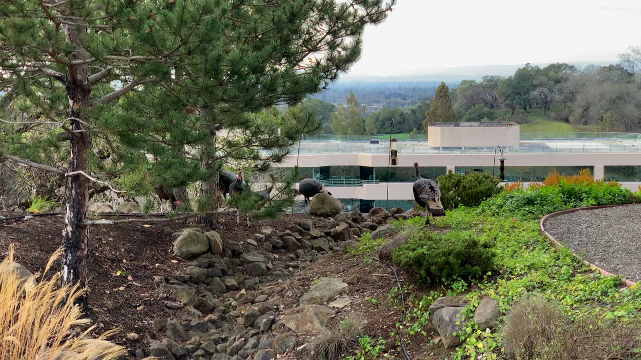 pavos salvajes caminando por la zona industrial urbana