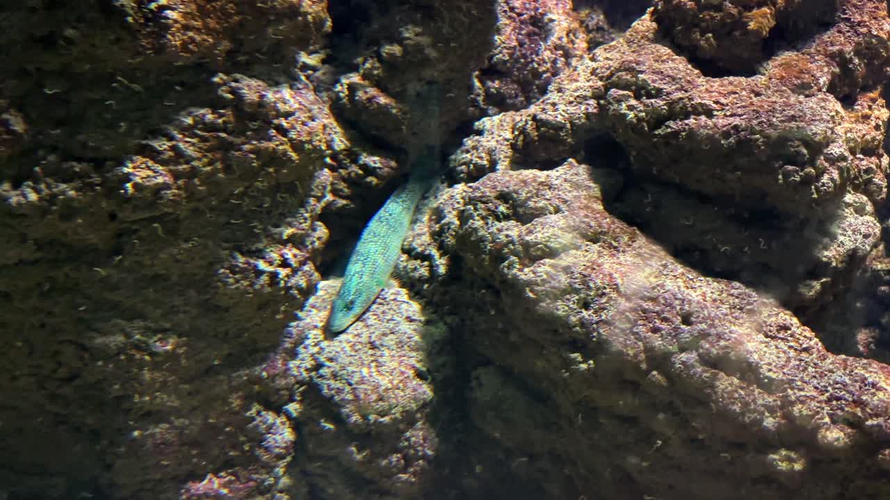 fish swimming close to the rocks on the seafloor, resting peacefully in the clear waters of Crete