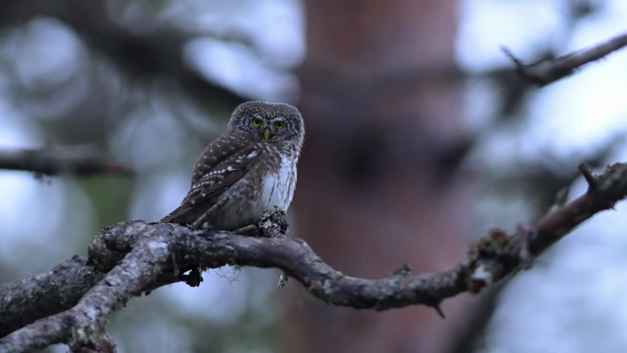 Eurasian Pygmy Owl on bare branch in forest, turns head surveying surroundings, low angle, handheld.