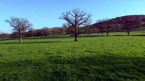 Drone shot flying close and up over a bare tree in the winter on a clear sunny day, england
