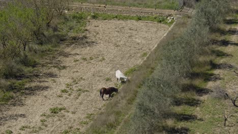 Un-Caballo-Marrón-Y-Blanco-Come-Hierba-En-Un-Campo-En-El-Campo-Español