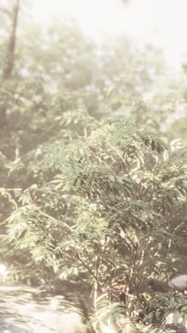 sunlight through the trees in a lush forest