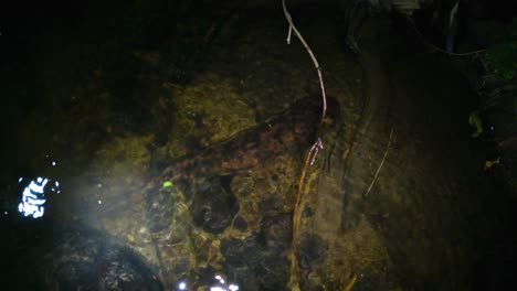salamandra gigante japonesa en el río por la noche, moviéndose a través de aguas oscuras