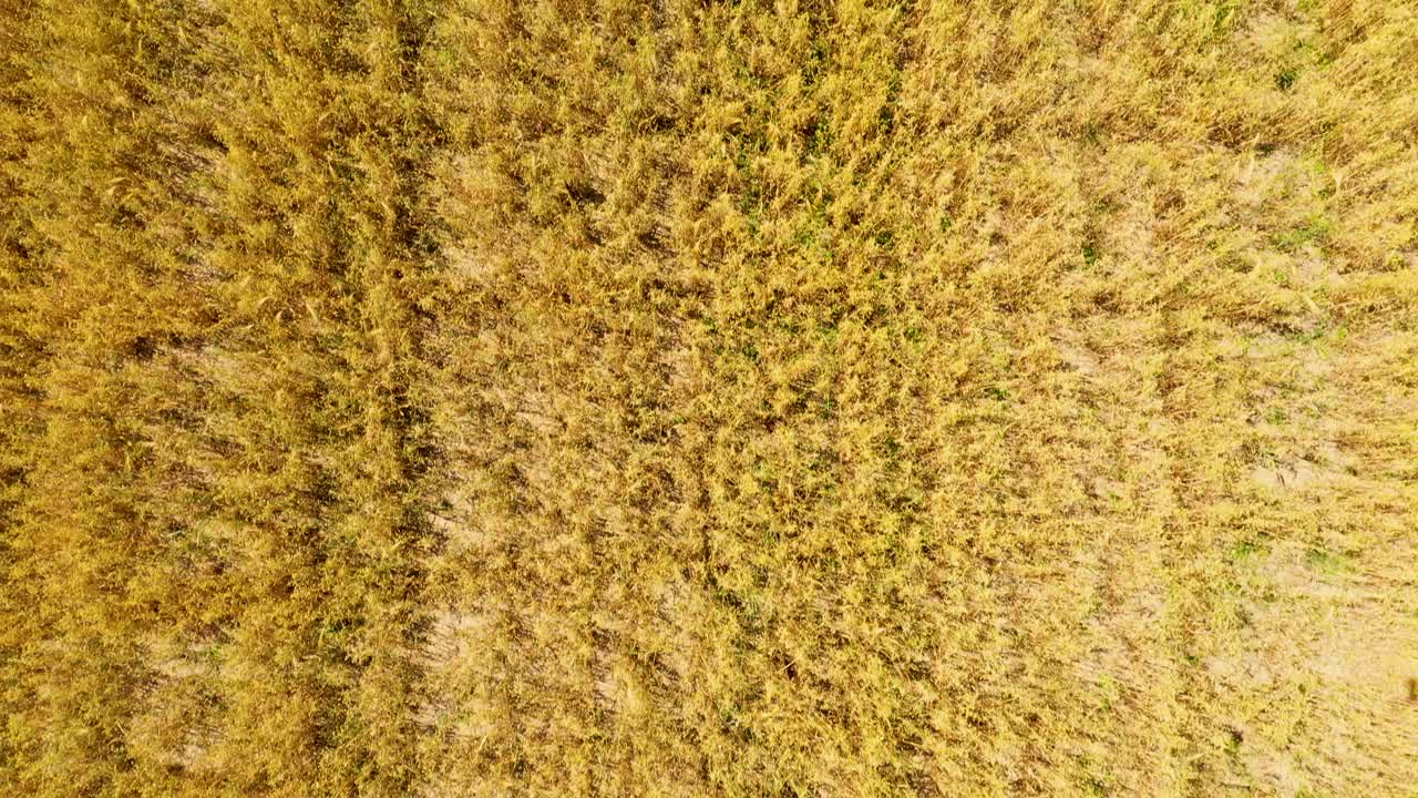 foto aérea de un dron volador de un hermoso paisaje natural con un crecimiento saludable