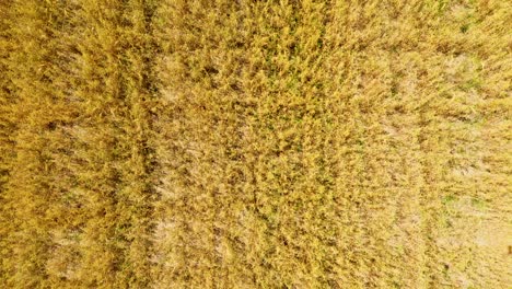 foto aérea de un dron volador de un hermoso paisaje natural con un crecimiento saludable