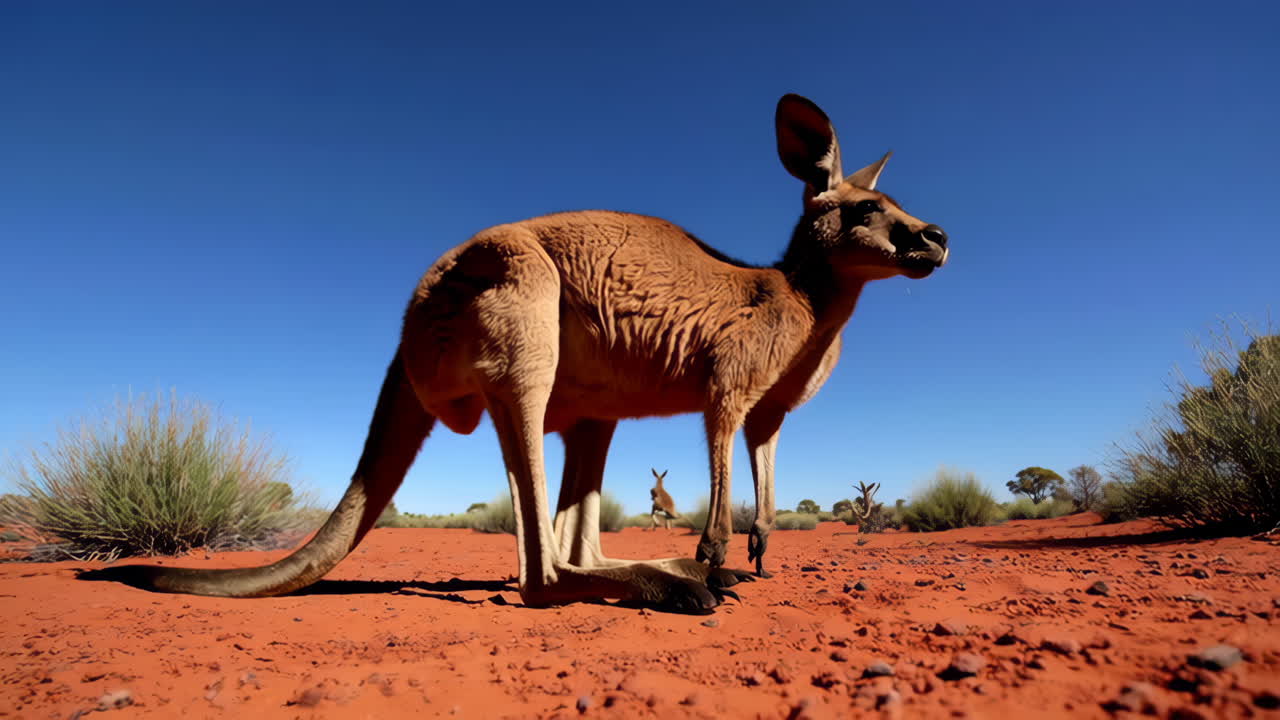 Red Kangaroo in Australian Outback