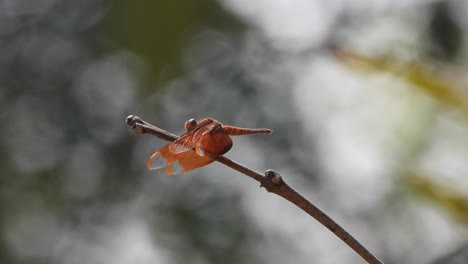 Dragonfly-relaxing-on-stick---hunt-