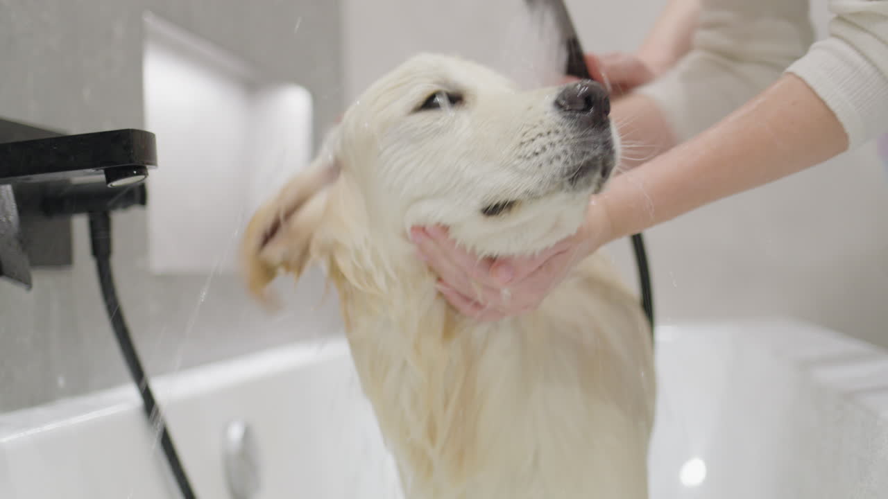 golden retriever tomando un baño